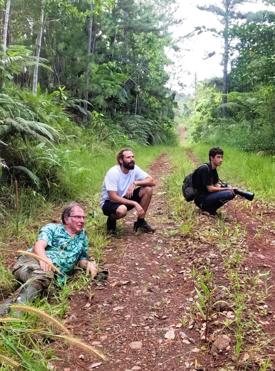 Pacific_Ark's tweet photo. 🌿🦋 Just returned from an incredible trip to Vasuratu Village in Netewa Bay! We had the privilege of collaborating on their inspiring Agroforestry project. If you're into forest hikes, birdwatching, and rare butterfly encounters, you MUST check out @Vasaratu Ecotours. Their Butt https://t.co/YEHLbyQ4Me