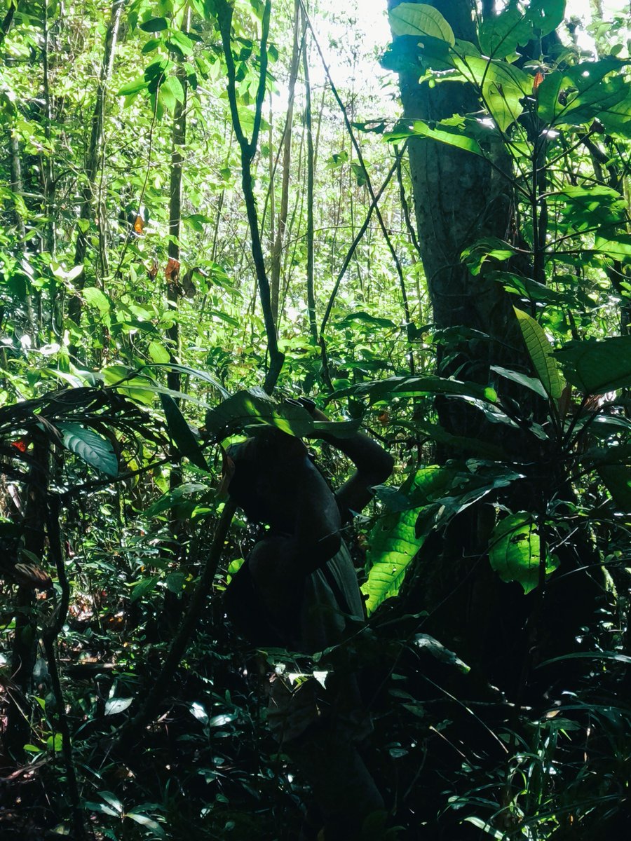 Pacific_Ark's tweet photo. 🌿🦋 Just returned from an incredible trip to Vasuratu Village in Netewa Bay! We had the privilege of collaborating on their inspiring Agroforestry project. If you're into forest hikes, birdwatching, and rare butterfly encounters, you MUST check out @Vasaratu Ecotours. Their Butt https://t.co/YEHLbyQ4Me