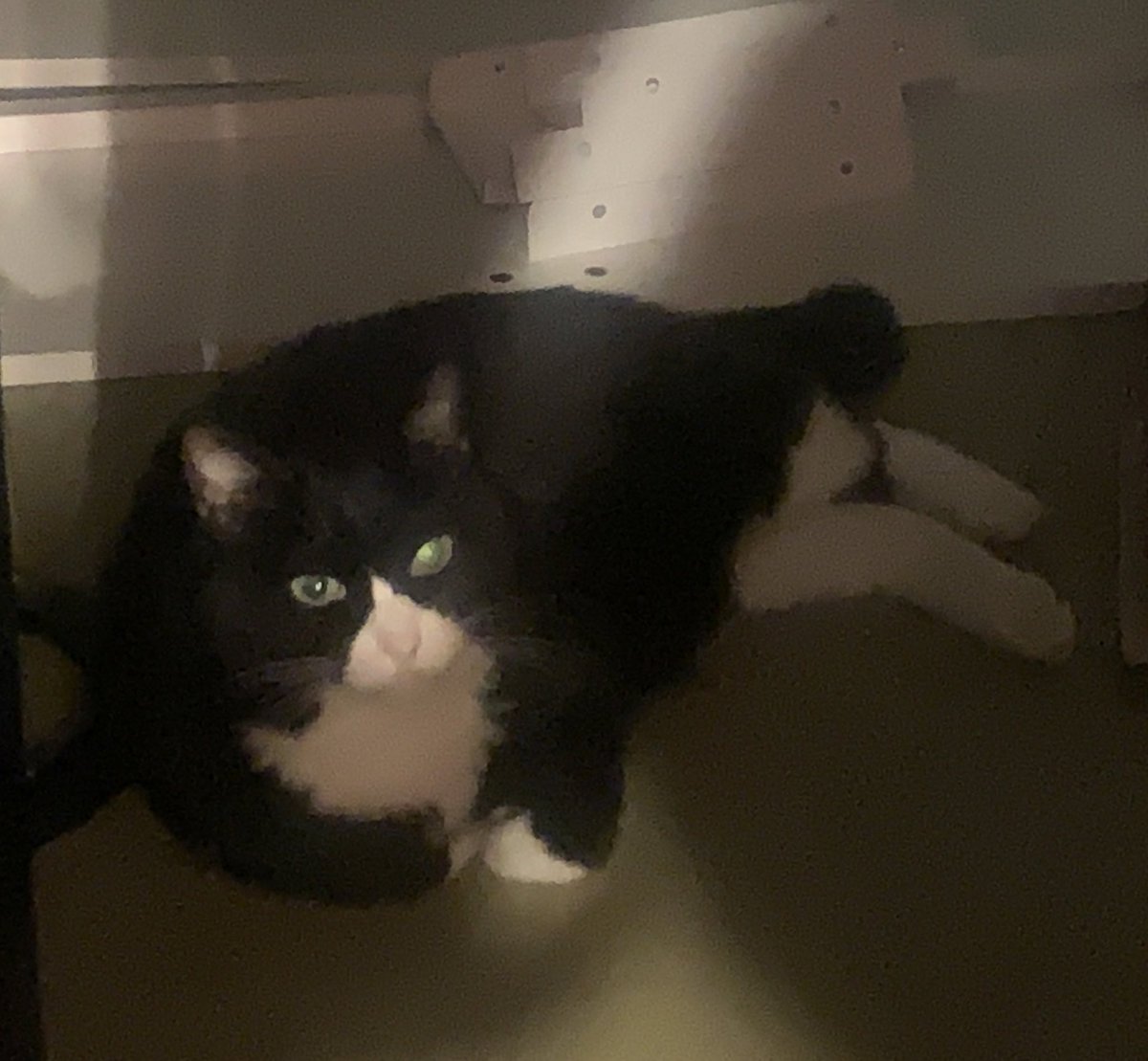 kayokodane's tweet photo. 【拡散希望】

‼️猫探してます‼️

今住んでるシェアハウスの同居人の猫が
昨夜から脱走しました(；；)

黒と白のハチワレで
場所は三鷹市大沢付近です。

見かけた方いましたら連絡ください…！

飼い主もすごーく可愛がってて大切な猫なんです
早く見つけたいです。。。

#三鷹市 #大沢 #迷子猫 #猫 https://t.co/CF4RZ2sRXD