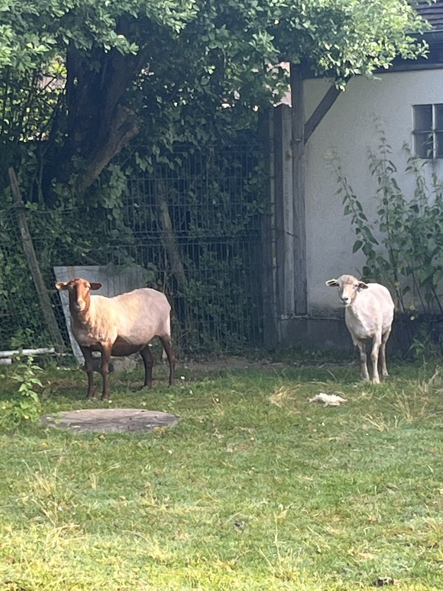 ideflore's tweet photo. Eu hop ! #gerflex 🤣 https://t.co/qQEPIaupGj