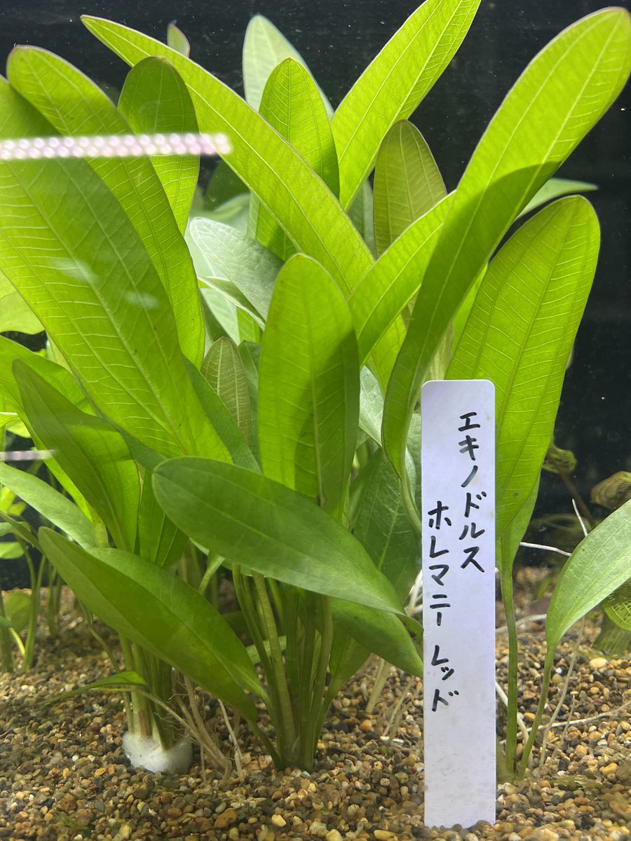 新入荷情報〜 エキノドルス・ホレマニーレッド 原産がブラジル南部