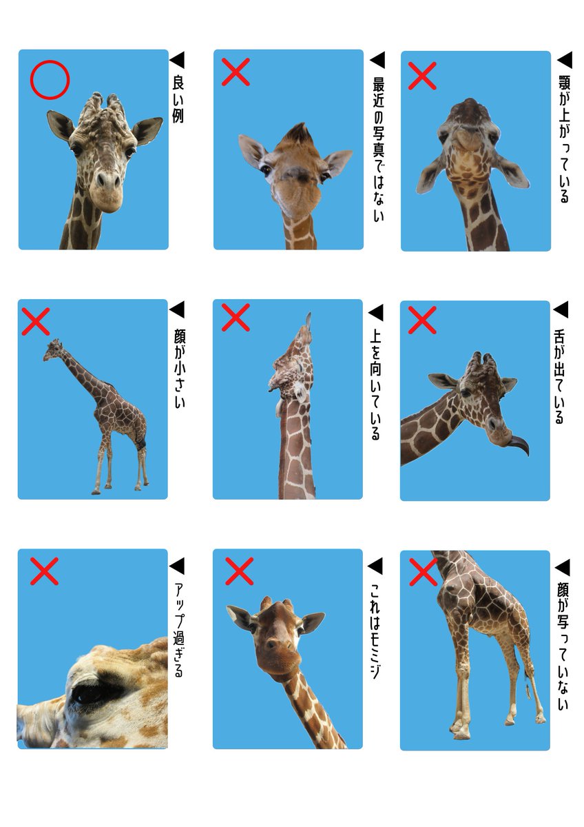 nogeyamazoo401's tweet photo. 流行に便乗しまして……
#野毛山動物園 の動物たちと学ぶ！証明写真の良い例・悪い例
#キリン「���ら」
#ミナミコアリクイ「ムム」
#カメ たち
#モルモット「ぷーきー」 https://t.co/XXq3DMQiSb
