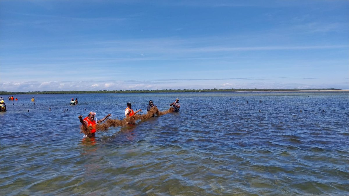 GWMaina's tweet photo. Advancing #seaweed best #farming  practices to increase production &amp; environmental outcomes in South coast #Kenya 🇰🇪 

 Benefits of small-scale #ArtisanalFisheriesAquaculture
#COFI36 

@FisheriesKenya @Nature_Africa https://t.co/gyvej8KGkm