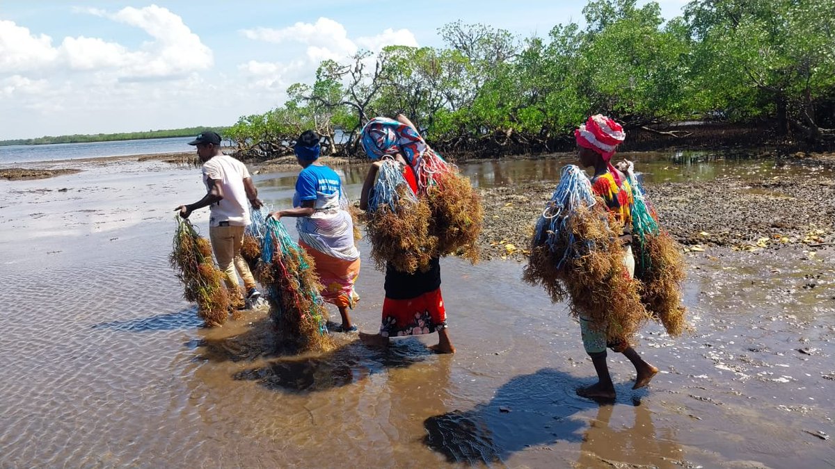 GWMaina's tweet photo. Advancing #seaweed best #farming  practices to increase production &amp; environmental outcomes in South coast #Kenya 🇰🇪 

 Benefits of small-scale #ArtisanalFisheriesAquaculture
#COFI36 

@FisheriesKenya @Nature_Africa https://t.co/gyvej8KGkm