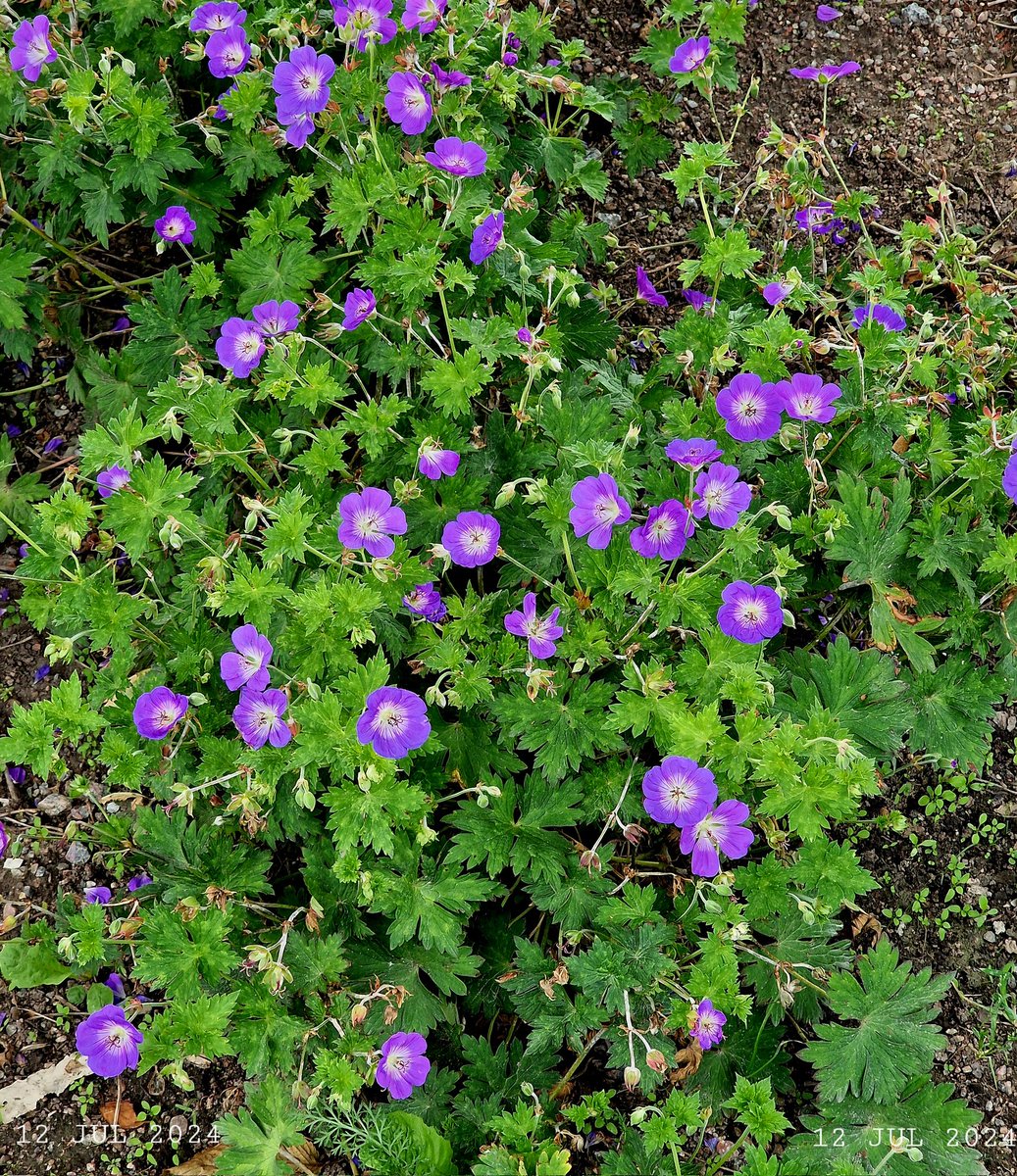 IDadzkov's tweet photo. Garden geranium. Trädgårdsnäva 'Rozanne'.  Садовая герань.
#nature #summer #flowers #GardenGeranium #trädgårdsnäva #Rozanne #FlowersPhoto https://t.co/0LJ9bOGcJg