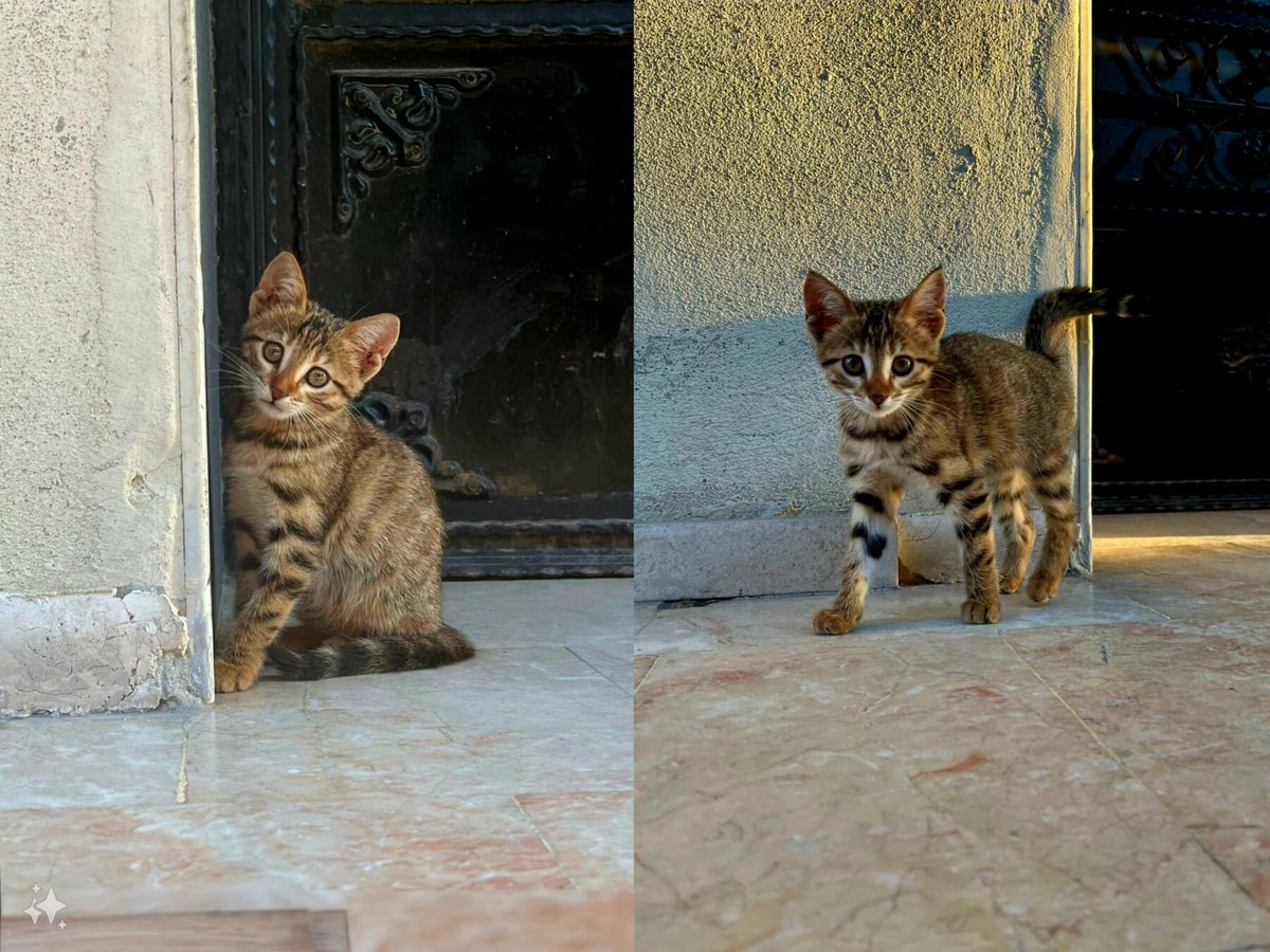 miyavrucom's tweet photo. Acil Sahiplenmesi Gereken Bebek
Merhaba bu bebeği kapımın önünde buldum. Çok aç ve susuzdu gıda takviyesi i...
Konum: Çerkezköy, Tekirdağ, Türkiye
Detay: https://t.co/ZNFL7iJkJ7
#kedi #köpek #miyavru https://t.co/cpYSPAFiTe