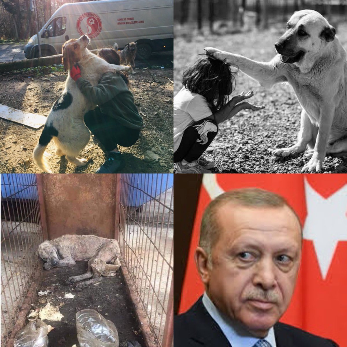 President Erdogan is yet again demonising Street dogs in Turkey as he orders municipal authorities to round them up &amp; kill tens of thousands dogs which pose no threat to society. This is a disgrace to the human race <a href="/RTErdogan/">Recep Tayyip Erdoğan</a> <a href="/Turkey/">Turkey News</a> #Turkey