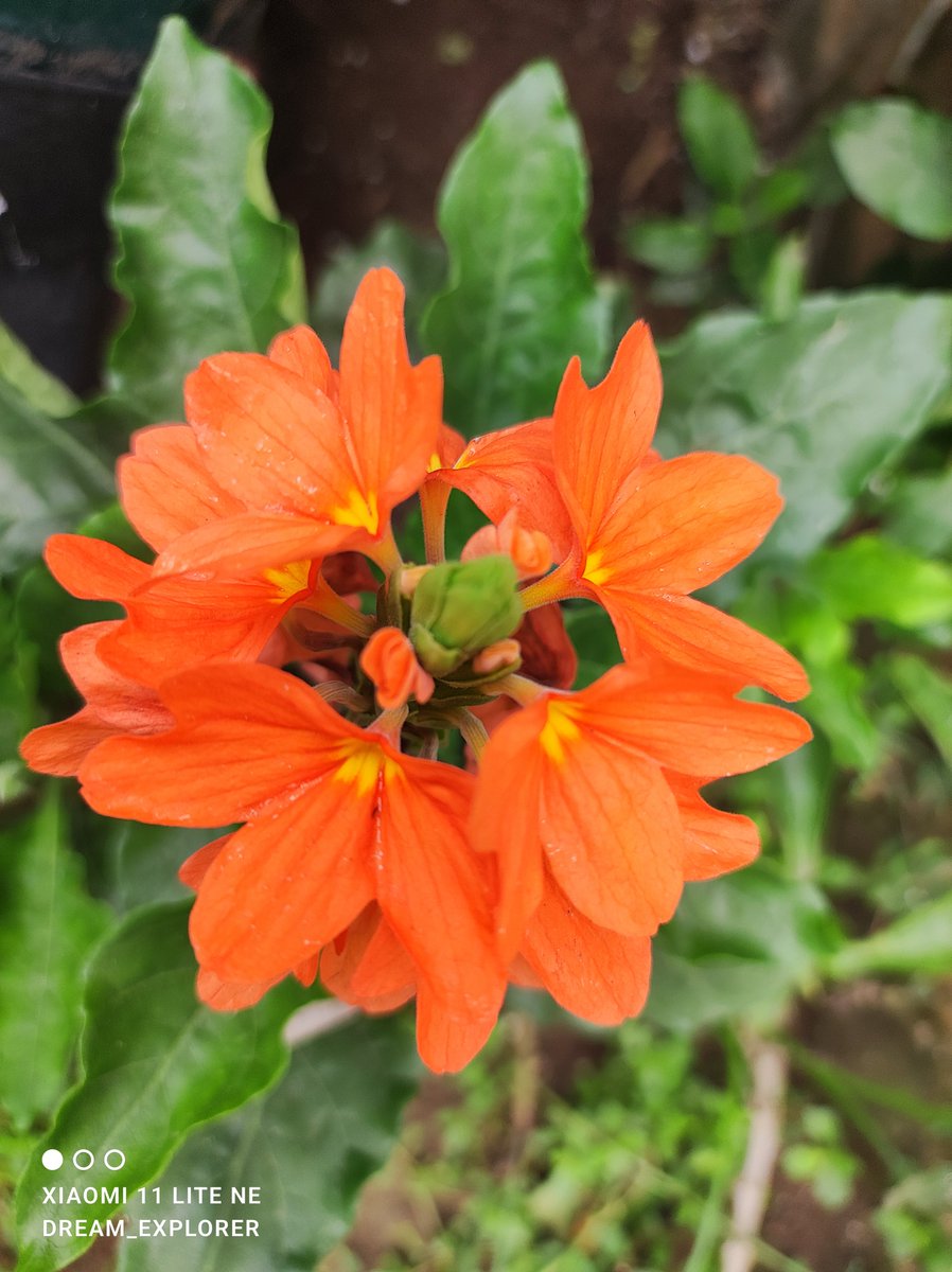 dream_explore13's tweet photo. Evening color on #crossandra #photography #FlowersOfTwitter #FlowersOfX #photographychallenge #orange #GardeningTwitter #photographylovers #Flowers #DreamShots #XiaomiPhotography #ShotonSnapdragon https://t.co/m8v7viBxWy
