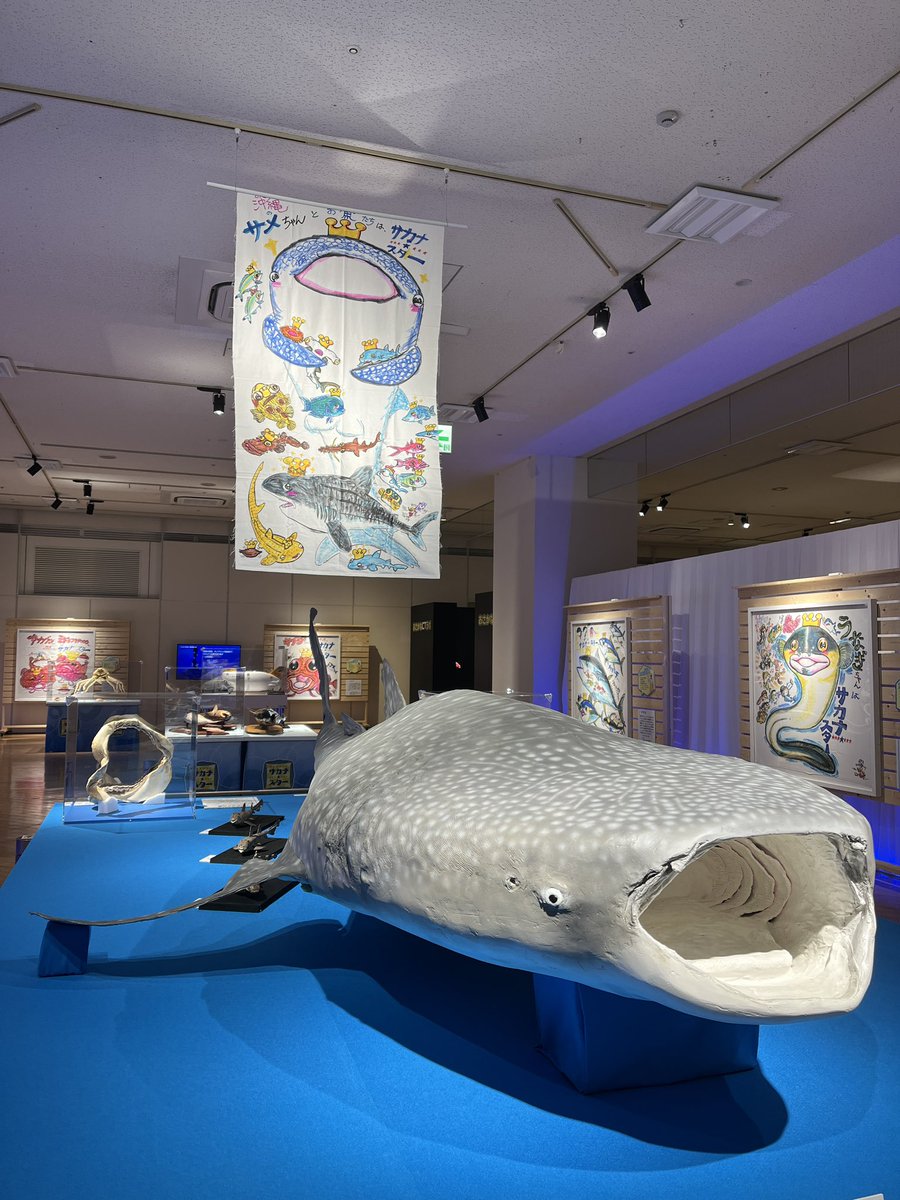 サカナスター展 見どころ紹介 ジンベエザメの大きなはく製！！ 大きな