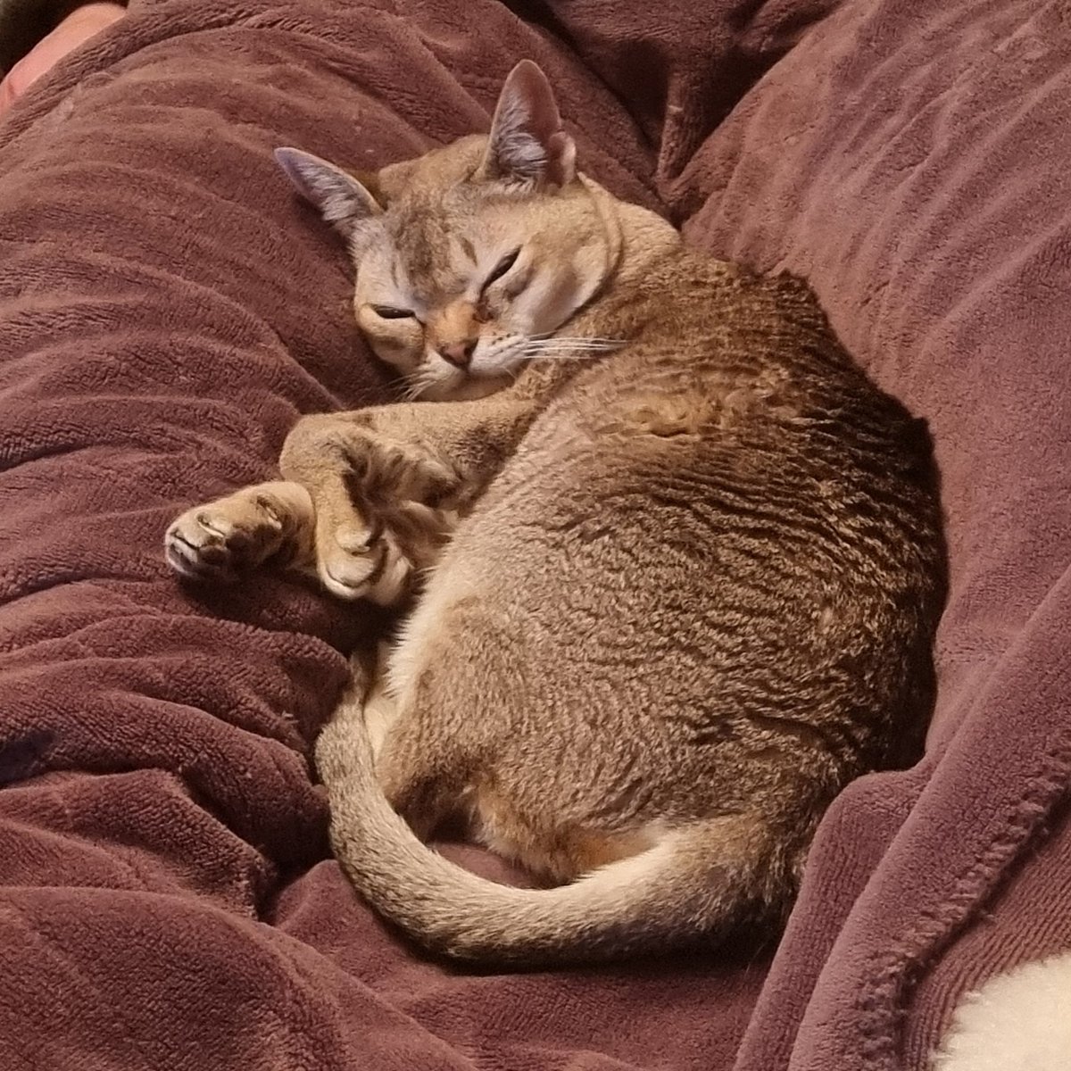 cat_yawns's tweet photo. She just napping https://t.co/8gursA6Bhc