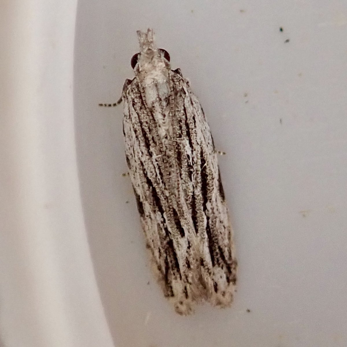 SueTreeHouse's tweet photo. In the roof MV Freshwater Cliffs VC10. Highlights Evergestis limbata and Anarsia innoxiella. https://t.co/PAjI4l4GHC