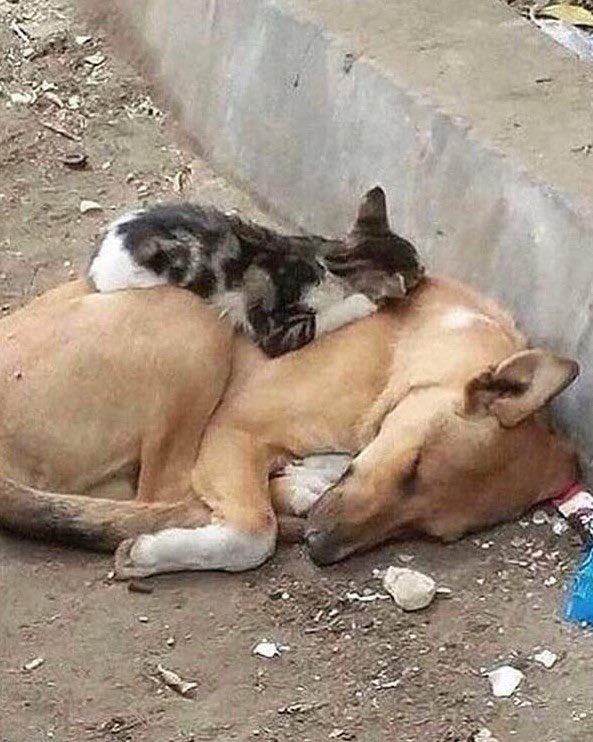 nihatbehramoglu's tweet photo. Sokaklarımızdaki
mazlum/masum/mahzun
canlarımızı katletme planına
“öteNAZi” demeleri bile
NAZİ ruh halidir.
Cinayettir, vahşettir,
toplu katliamdır. 
Bu vahşete/caniliğe
isyan etmaz,
seyirci kalırsa eğer
o topluma da lânet olsun!
#KatliamYasasınaHayır 
#YasayıGeriÇek https://t.co/WdGKgL3NOm