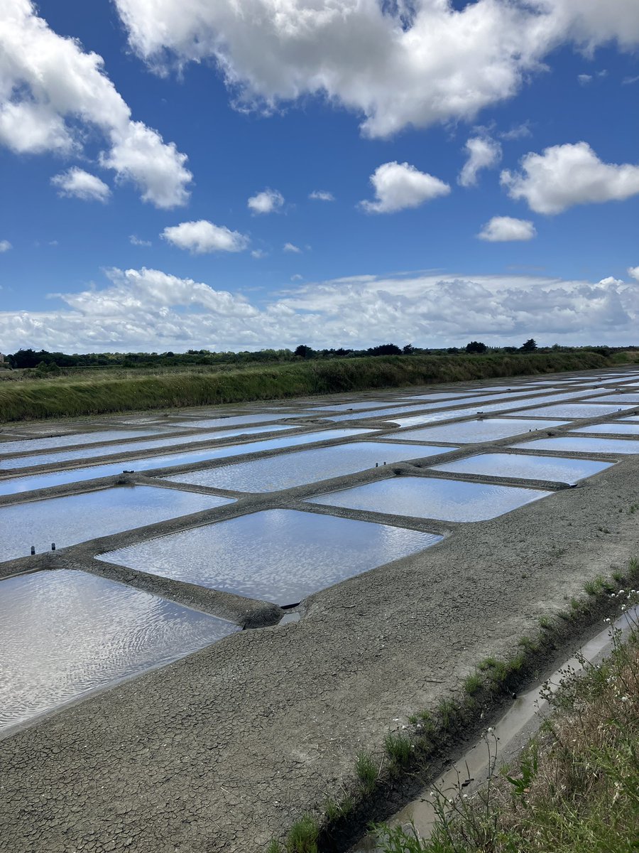 foodgrower's tweet photo. Wonderful day exploring #ilederé by #bike. With #harbour, #saltmarshes & #vineyards. Took the opportunity to buy some #localsalt & forage #rocksamphire & #saltbush for dinner. #seafoodpaella with #homemade #stock using the left over #langoustine. Delicious #campervanadventures https://t.co/DlbA7fQsGH