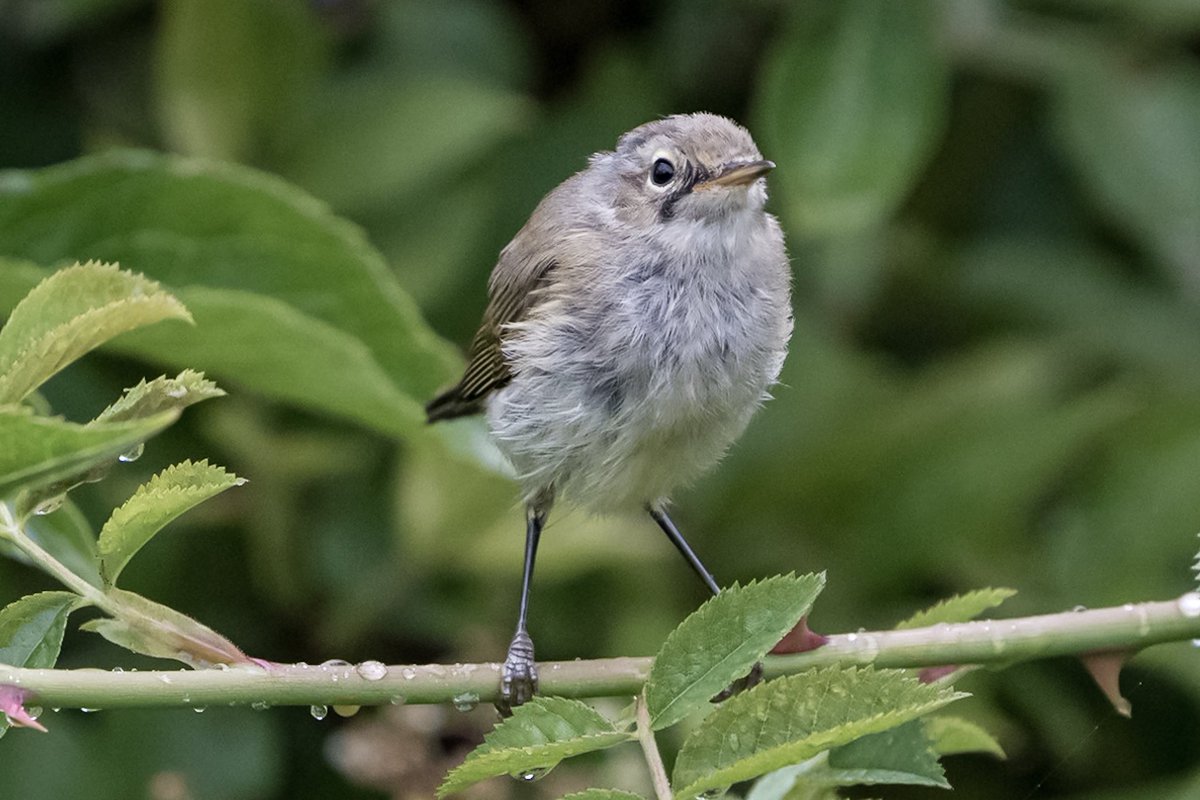 KFPhotographyuk's tweet photo. A young #commonchiffchaff #belvide.. #wildlife #nature #wildlifephotography #naturephotography #photography #bird #naturelovers #wild #photooftheday #travel #love #perfection #sony #outdoors #shropshire #bbcmidlands #countryfile @bbcwildlifemagazine https://t.co/DhXf497nU7