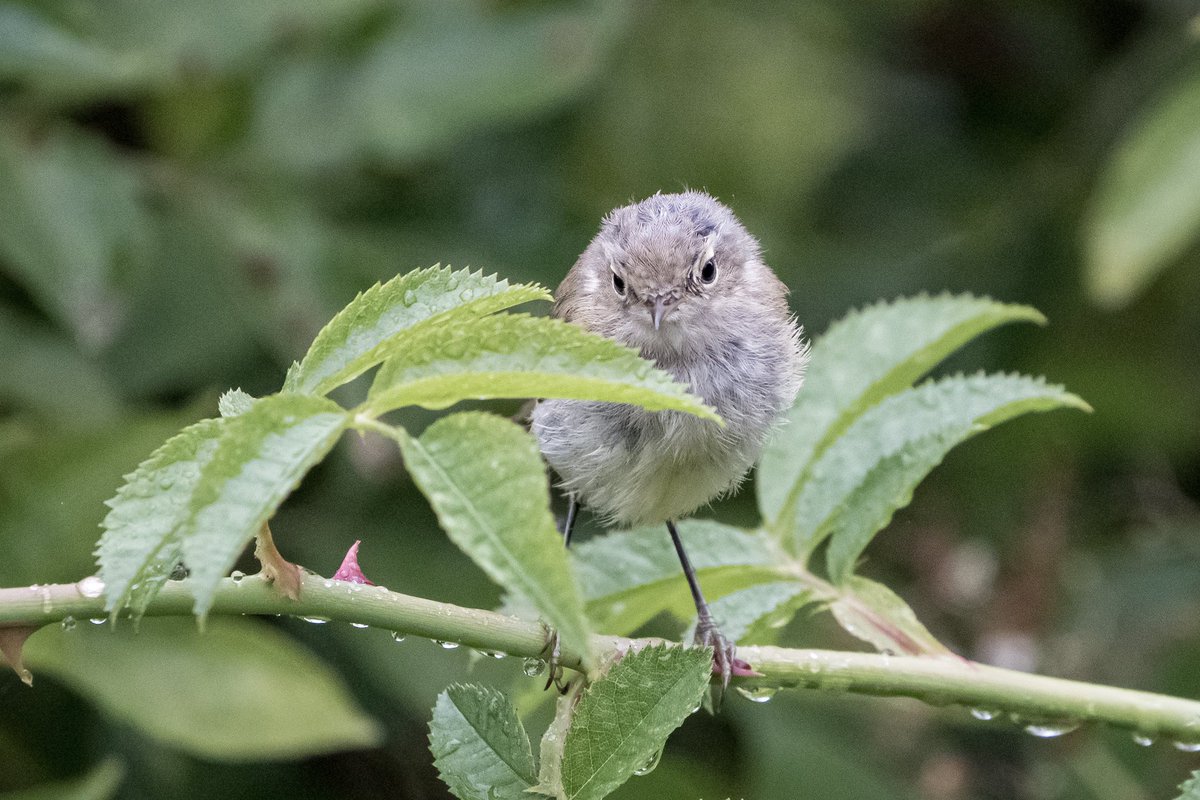 KFPhotographyuk's tweet photo. A young #commonchiffchaff #belvide.. #wildlife #nature #wildlifephotography #naturephotography #photography #bird #naturelovers #wild #photooftheday #travel #love #perfection #sony #outdoors #shropshire #bbcmidlands #countryfile @bbcwildlifemagazine https://t.co/DhXf497nU7