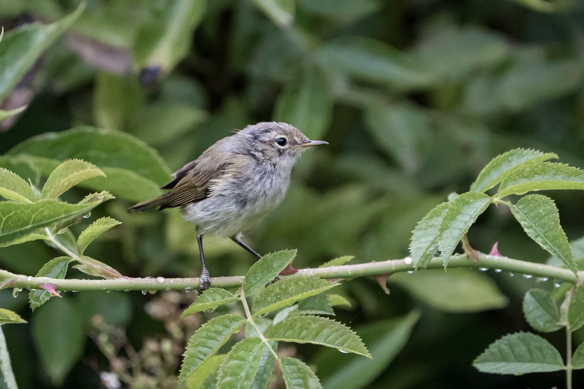KFPhotographyuk's tweet photo. A young #commonchiffchaff #belvide.. #wildlife #nature #wildlifephotography #naturephotography #photography #bird #naturelovers #wild #photooftheday #travel #love #perfection #sony #outdoors #shropshire #bbcmidlands #countryfile @bbcwildlifemagazine https://t.co/DhXf497nU7
