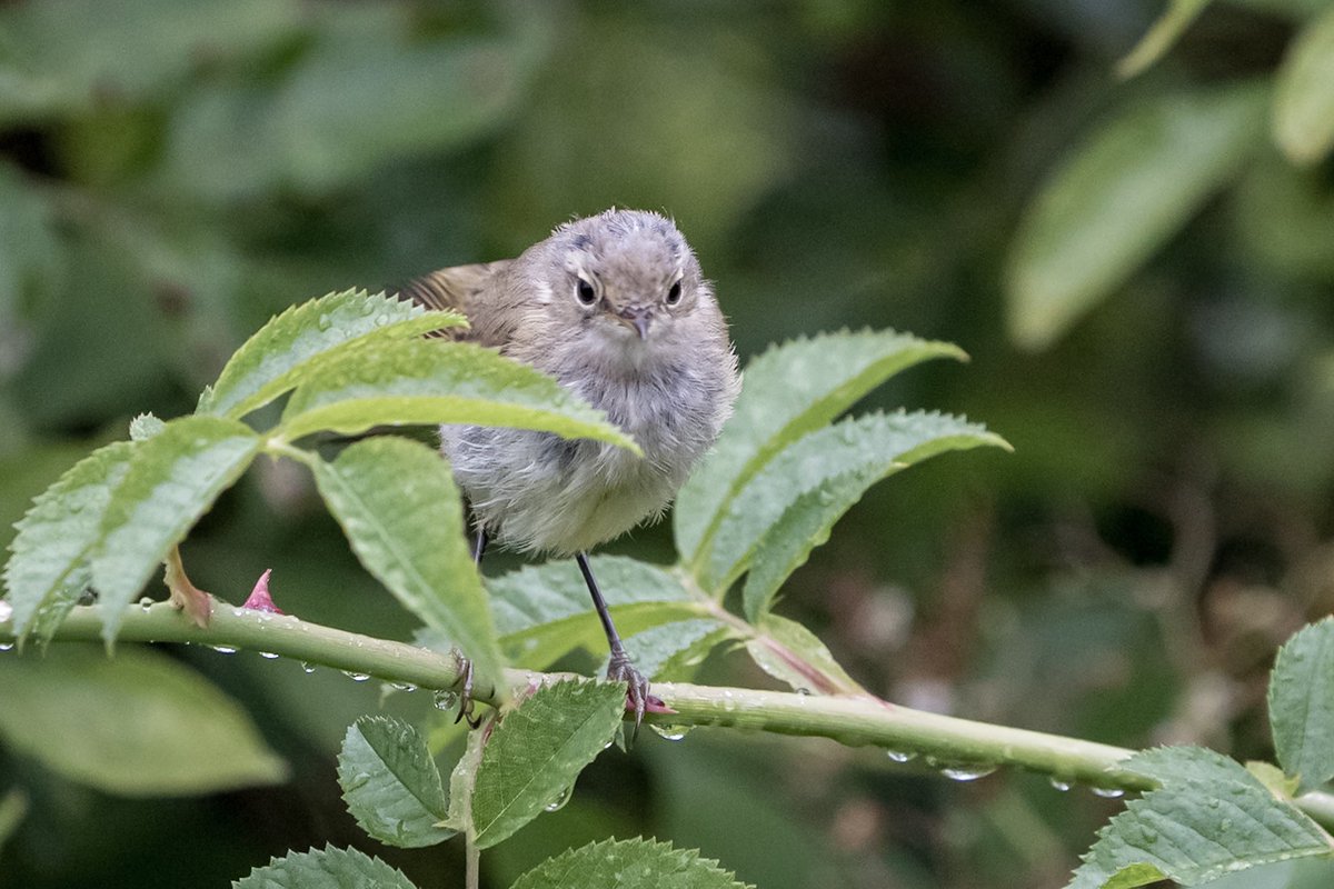 KFPhotographyuk's tweet photo. A young #commonchiffchaff #belvide.. #wildlife #nature #wildlifephotography #naturephotography #photography #bird #naturelovers #wild #photooftheday #travel #love #perfection #sony #outdoors #shropshire #bbcmidlands #countryfile @bbcwildlifemagazine https://t.co/DhXf497nU7