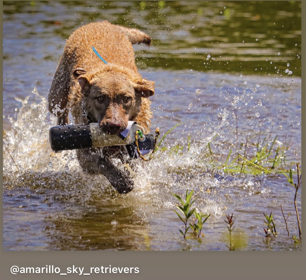 Jeff_Reinebold's tweet photo. OUR CHESAPEAKE BAY PUPPY QUEEN EMMA OF HAWAI'I IS A SPECIAL DOG - OUT OF @amarillo_sky_retrievers SHE IS SHOWING ALL THE SIGNS OF BEING A CHAMPION! MAHALO TO BRENT SAMMIS AND COADY MELVIN FOR POURING THEIR HOURS AND KNOWLEDGE INTO HER! #DAMNGOODDAWG #CHESSIE https://t.co/LP9qIfXdjO