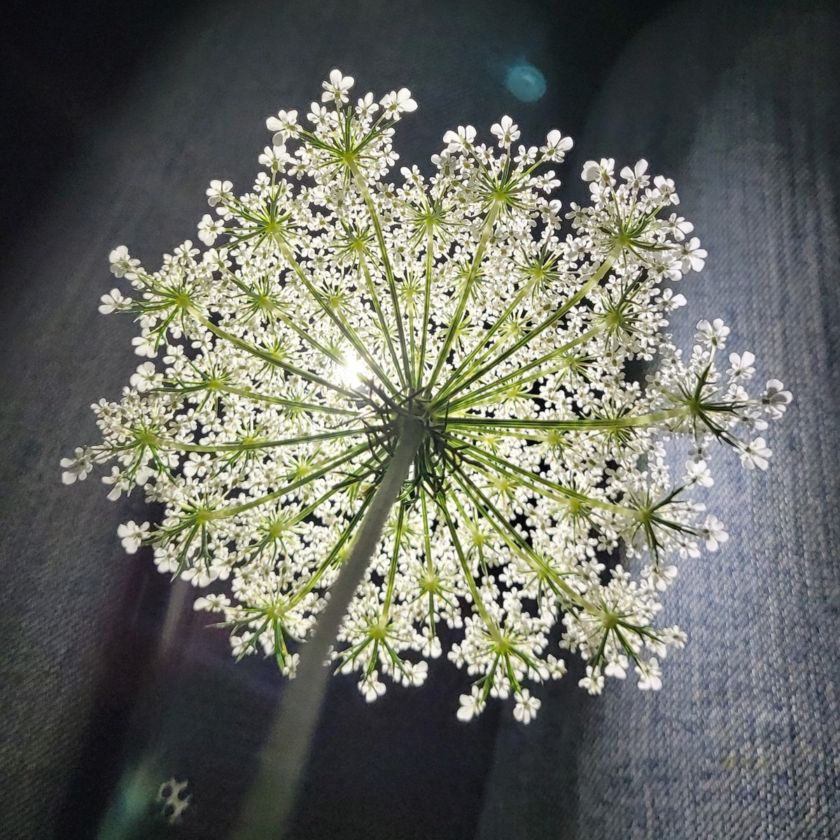 MarvelousViXEN's tweet photo. I know when I see her. I know I have to show people all of her details. She really was the best.
#mom #queenanne #queenanneslace #depth #detail #nofilter #backlit #backlight #forevaeva #branches #love #mother #daugther #glow #superhero #toinfinityandbeyond #alwaysonmymind https://t.co/yqOJMHA4DO