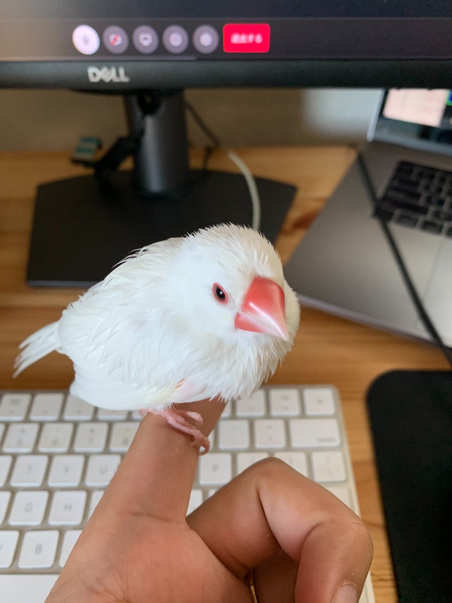 bunchan_lost's tweet photo. 【拡散希望】
2024年7月12日(金)8時頃
白文鳥のぶんちゃんを迷子にさせてしまいました。
人の手や肩に止まるのが好きでした。
そっと指を出すと止まってくれるかもしれません。

お心当たりのある方はご連絡ください。よろしくお願いいたします。
 #文鳥  #白文鳥  #迷い鳥  #千葉市  #稲毛区 https://t.co/RL8vEsc1fm