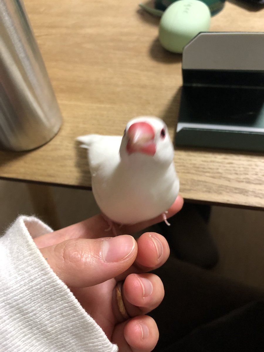 bunchan_lost's tweet photo. 【拡散希望】
2024年7月12日(金)8時頃
白文鳥のぶんちゃんを迷子にさせてしまいました。
人の手や肩に止まるのが好きでした。
そっと指を出すと止まってくれるかもしれません。

お心当たりのある方はご連絡ください。よろしくお願いいたします。
 #文鳥  #白文鳥  #迷い鳥  #千葉市  #稲毛区 https://t.co/RL8vEsc1fm