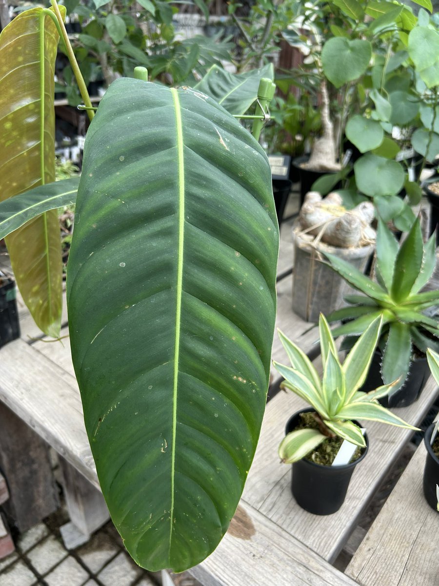 園芸屋 たなか on X: 