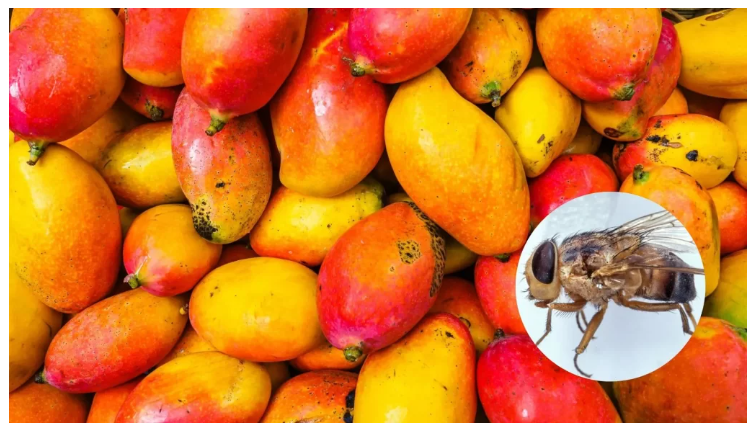 Is mango fruit flies  a challenge to you? causing damages and low yields. Farmtrack consulting has a solution to this. for more info ;0711495522