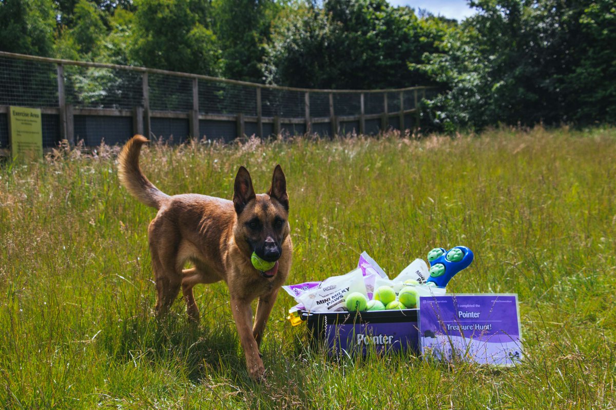 Pointerdogtreat's tweet photo. WOAH WE'RE HALFWAY THERE... 📢

One week down, one more to go if you want to take part in our treasure hunt! Have you got your slot booked yet? Take inspo from the lovely dogs at Birmingham dogs home who helped demonstrate the Treasure Hunt #DogEnrichment #DogFields #DogLife https://t.co/FSNC7iArmV