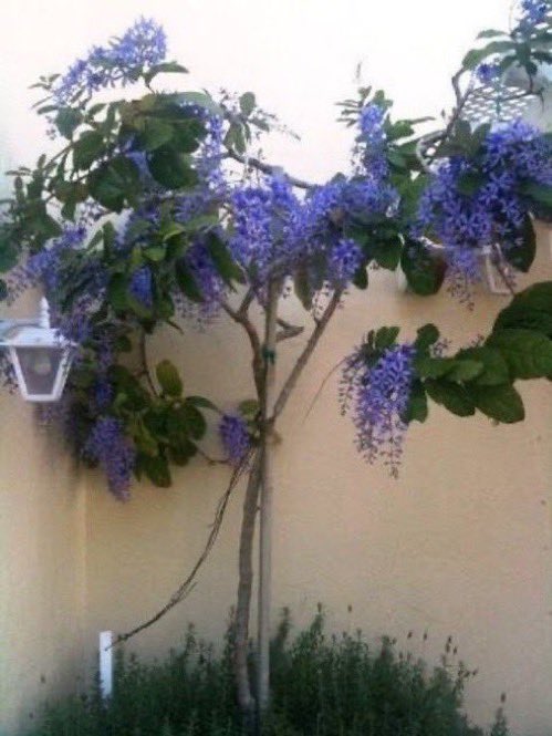 GardenIbrahim's tweet photo. لمحبي التميز في حدائقهم 

نبات اكليل الملكة 
petrea volubilis
نبات متسلق يصل ارتفاعه الي ١٠ امتار بزهور  بنفسجية تتدلى من عناقيد بطول ٣٠ سم 
 ويمكن تحويلها الي شجيرة 
 
مناسبة جدا لمناطقنا الساحلية وتزرع في الرياض في الحدائق كثيفة النبات https://t.co/ghlrqYRrlc