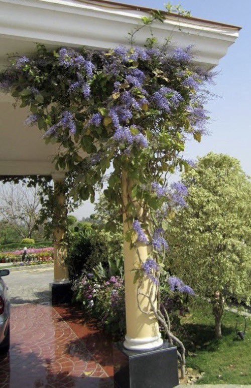 GardenIbrahim's tweet photo. لمحبي التميز في حدائقهم 

نبات اكليل الملكة 
petrea volubilis
نبات متسلق يصل ارتفاعه الي ١٠ امتار بزهور  بنفسجية تتدلى من عناقيد بطول ٣٠ سم 
 ويمكن تحويلها الي شجيرة 
 
مناسبة جدا لمناطقنا الساحلية وتزرع في الرياض في الحدائق كثيفة النبات https://t.co/ghlrqYRrlc