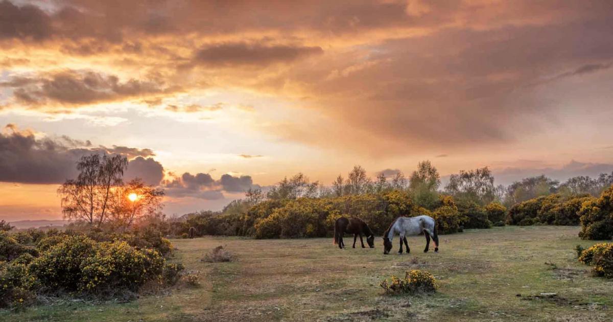 Six of the best New Forest walks you should try this weekend dlvr.it/T9XKcK