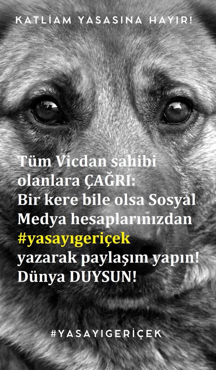 Bunu yapmayın, vebali ağırdır, o canlar sokaklarda olmayı kendileri seçmedi, çoğu tamamen zararsız, bir kaç tane saldırgan var diye tümünü ölümle cezalandırmak adaletsizliktir, vicdansızlıktır.