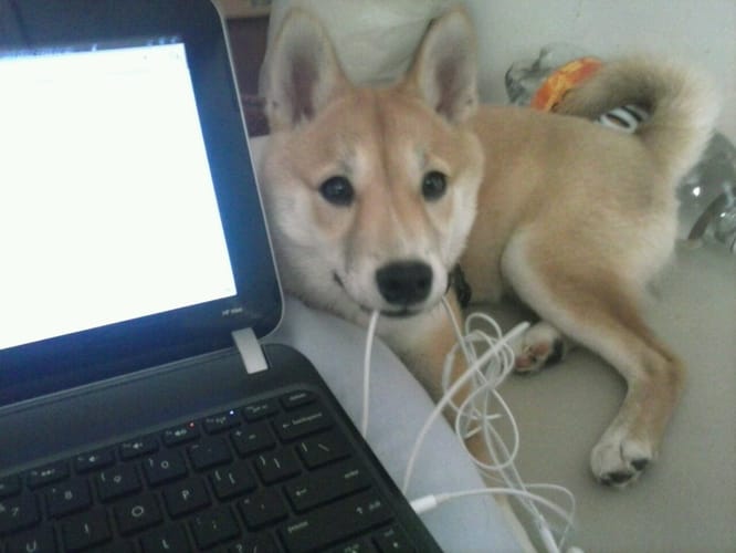 HourShiba's tweet photo. https://t.co/yXgFUokzVH