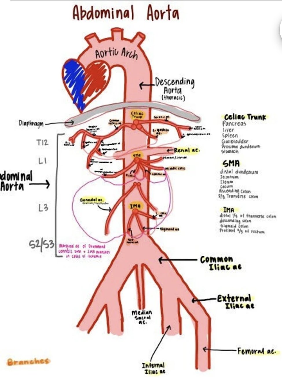 abdominal-aorta-branches-diagram-aortic-arch-atherosclerosis-stroke