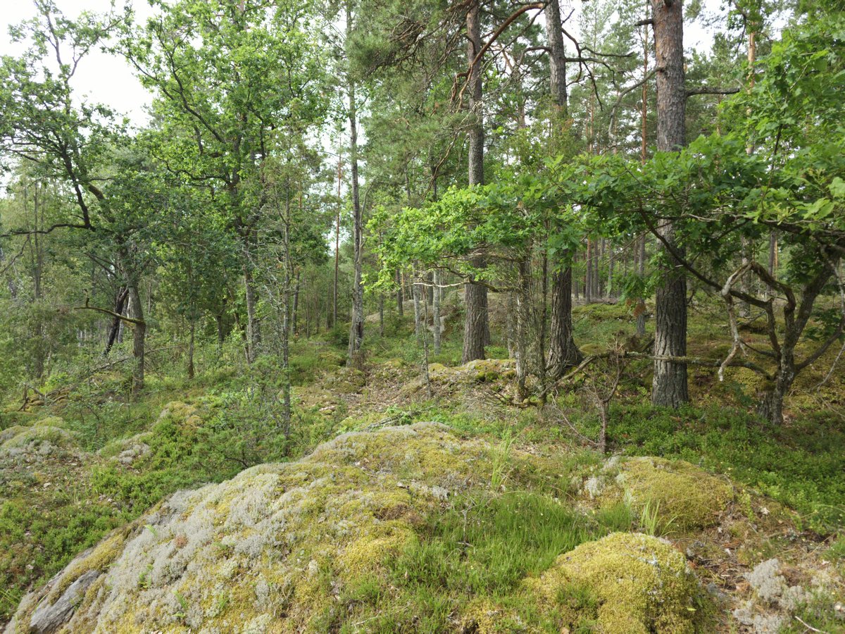 alexanderfrod's tweet photo. Att få ta del av den Östgötska naturen, plocka dess bär och svampar, sova en natt ute i skogen och höra allt liv som finns runtom, från duva till rådjur till minsta myggan. Det är inte svårt att älska platsen som är ens hem. https://t.co/rOAwR65ESH