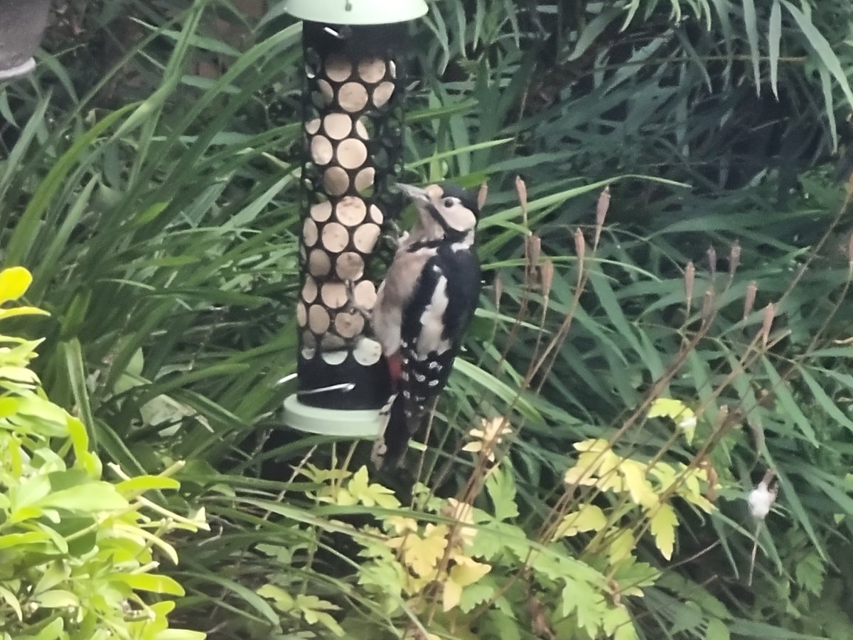 benjeddi's tweet image. Cheeky Woodpecker in the garden.
#Woodpecker #birds #photograghy #NaturePhotography @RSPBEngland