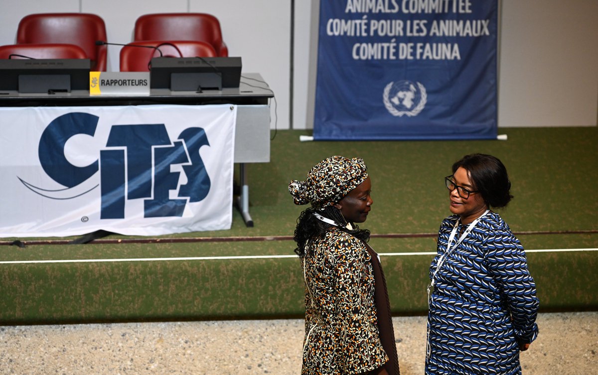 CITES's tweet image. The joint session of the #CITES Plants Committee (#PC27🌱) and the CITES Animals Committee (#AC33🐾) is underway!

Tune in 📺 youtube.com/@CITES