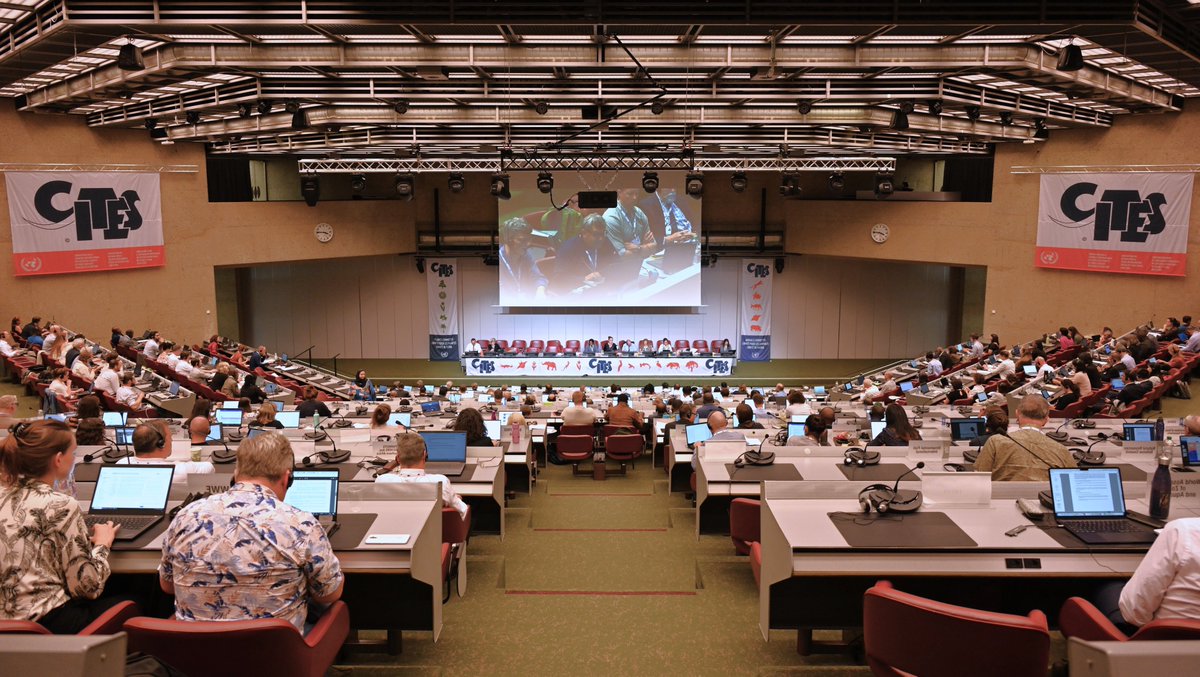 CITES's tweet image. The joint session of the #CITES Plants Committee (#PC27🌱) and the CITES Animals Committee (#AC33🐾) is underway!

Tune in 📺 youtube.com/@CITES