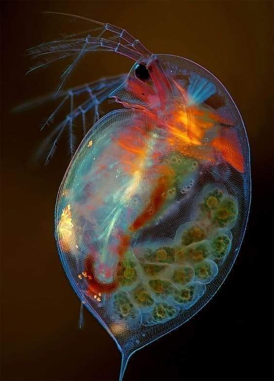 JoseMAdsuara's tweet photo. Daphnia magna

Créditos: Conocimientum https://t.co/OV4Qqamxwk