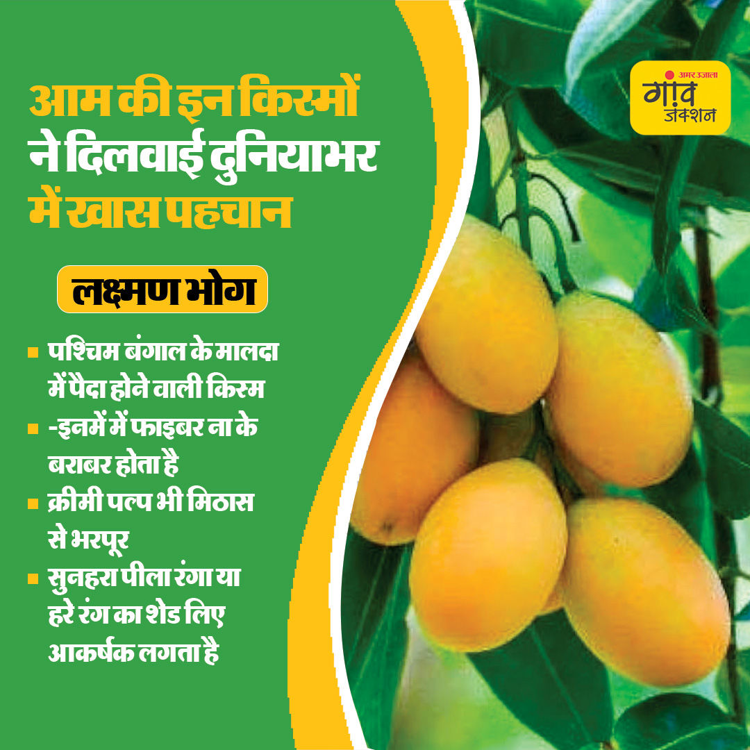 gaonjunctionofc's tweet image. भारत में होने वाले आम दुनियाभर में मशहूर हैं। जानिए आम की कुछ किस्में जिनकी दुनियाभर में खास पहचान है..

#MangoSeason #GITag #MangoVarieties #Mango @AgriGoI @ICAR_CISH @icarindia 

gaonjunction.com