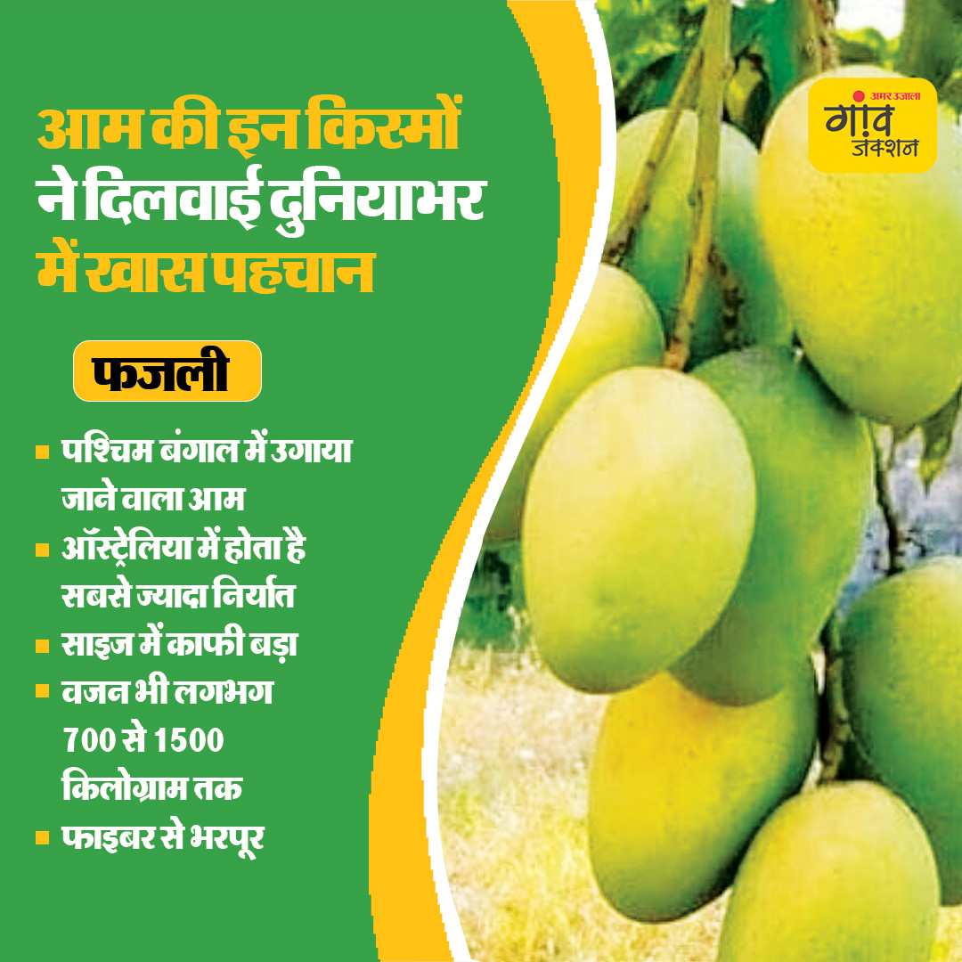 gaonjunctionofc's tweet image. भारत में होने वाले आम दुनियाभर में मशहूर हैं। जानिए आम की कुछ किस्में जिनकी दुनियाभर में खास पहचान है..

#MangoSeason #GITag #MangoVarieties #Mango @AgriGoI @ICAR_CISH @icarindia 

gaonjunction.com