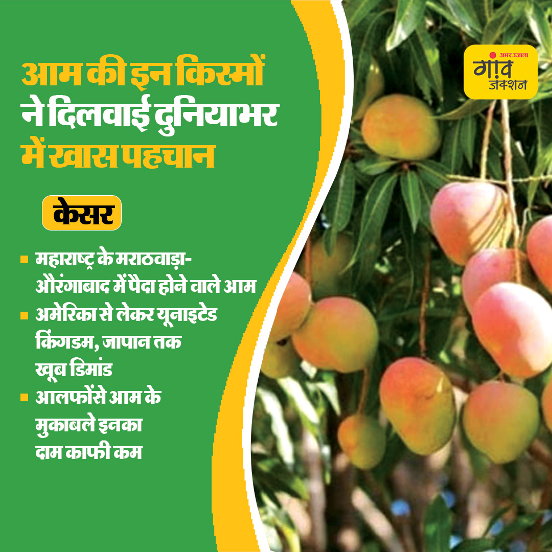 gaonjunctionofc's tweet image. भारत में होने वाले आम दुनियाभर में मशहूर हैं। जानिए आम की कुछ किस्में जिनकी दुनियाभर में खास पहचान है..

#MangoSeason #GITag #MangoVarieties #Mango @AgriGoI @ICAR_CISH @icarindia 

gaonjunction.com