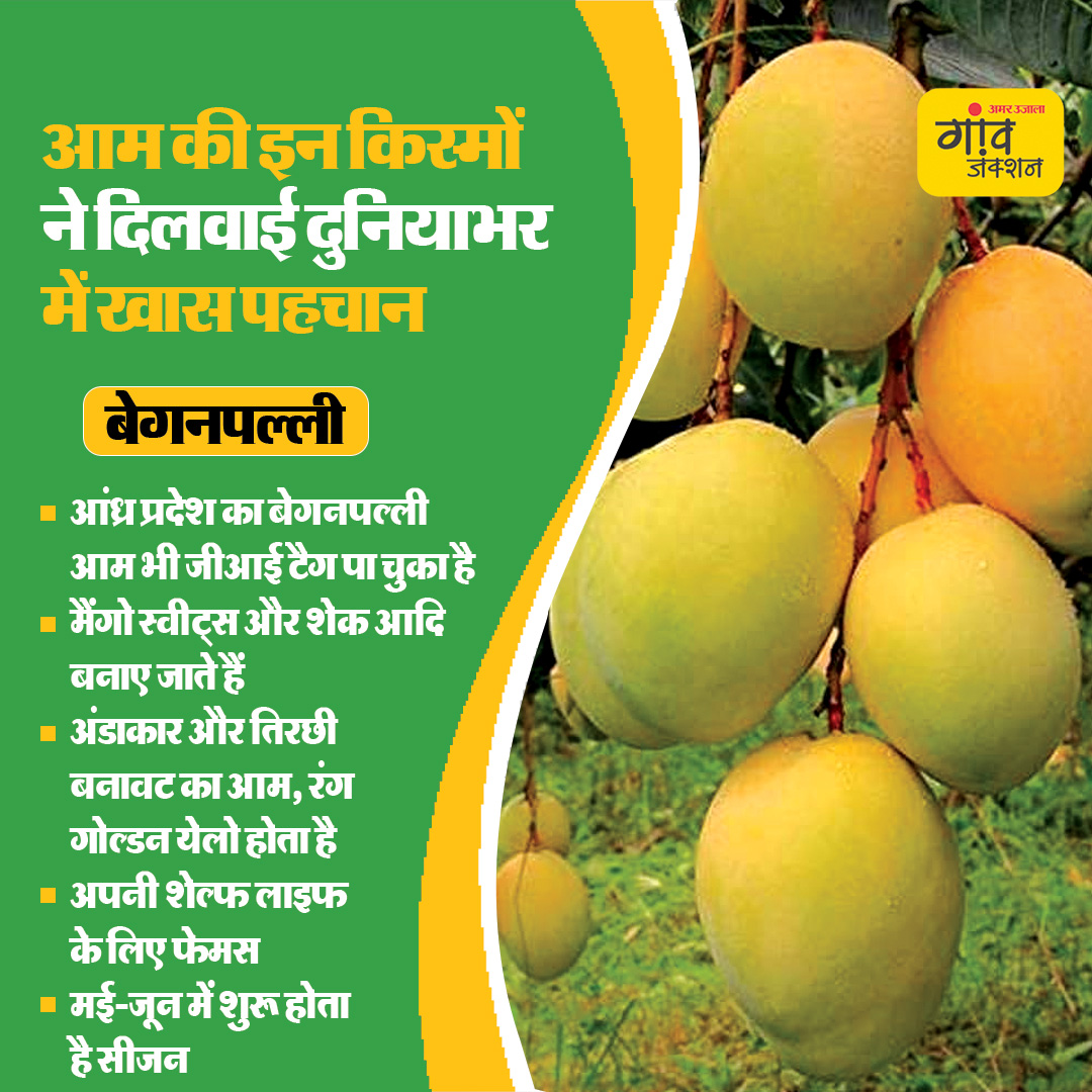 gaonjunctionofc's tweet image. भारत में होने वाले आम दुनियाभर में मशहूर हैं। जानिए आम की कुछ किस्में जिनकी दुनियाभर में खास पहचान है..

#MangoSeason #GITag #MangoVarieties #Mango @AgriGoI @ICAR_CISH @icarindia 

gaonjunction.com