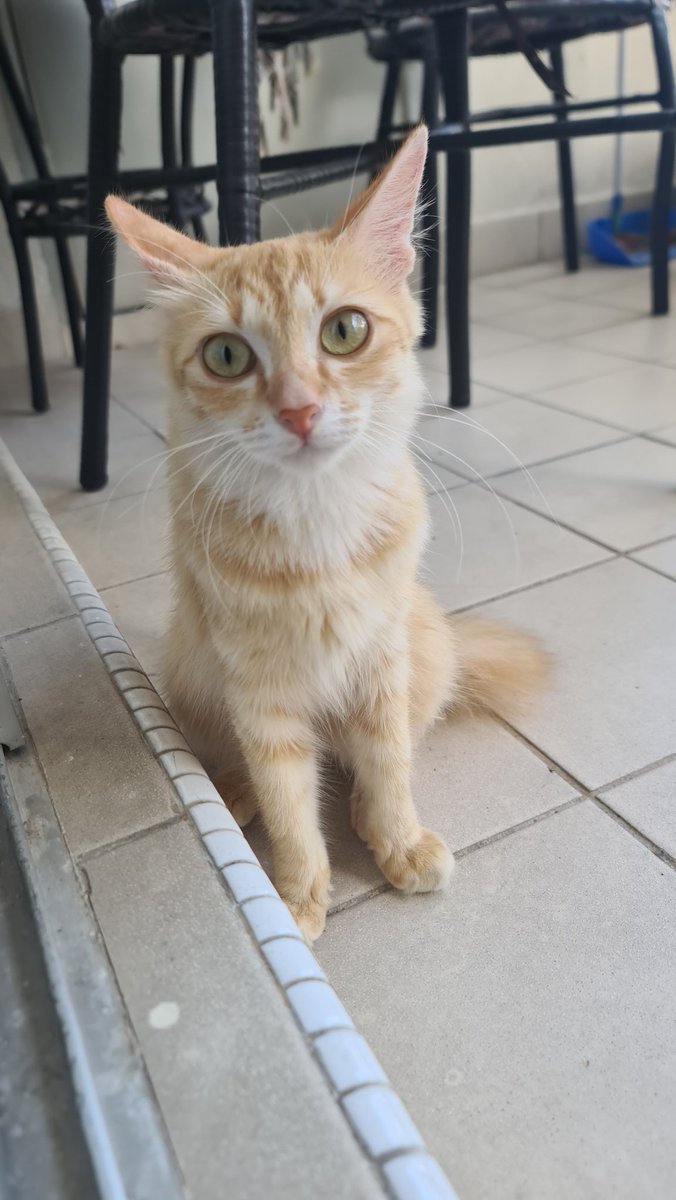 afhdlla_'s tweet photo. #ADOPTIONPOST Pretty little sweet oyen girl is looking for a home, she been rescued in a rainy night. She's has been vaccinated and deworm. Will neuter her soon inshaAllah. If anyone willing to give her a home, please reach out.
๐ Keramat (can sent Klang Valley area) https://t.co/vtsATqxUer