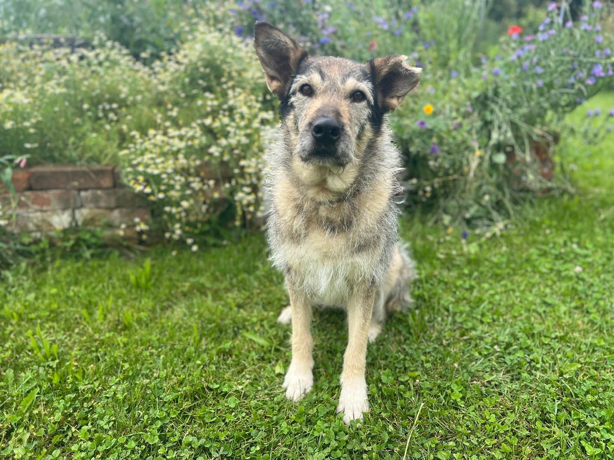 Herz_Streuner's tweet image. Unsere Esma ist eine Langzeitinsassin - aber in einer deutschen Pension! 😔 Sie ist mittlerweile 6 Jahre alt. Sie konnte zwar schon einiges lernen, aber viel hat sie von der Welt trotzdem nicht gesehen 😔 sie wartet in #bayern 🩷

#adoptme #deutschland #dog #dogs #adoptable