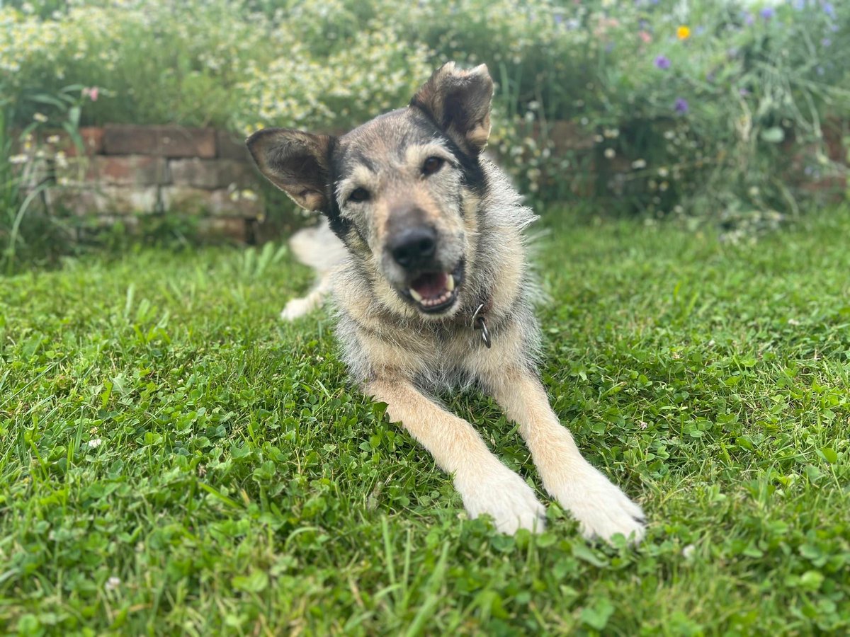 Herz_Streuner's tweet image. Unsere Esma ist eine Langzeitinsassin - aber in einer deutschen Pension! 😔 Sie ist mittlerweile 6 Jahre alt. Sie konnte zwar schon einiges lernen, aber viel hat sie von der Welt trotzdem nicht gesehen 😔 sie wartet in #bayern 🩷

#adoptme #deutschland #dog #dogs #adoptable