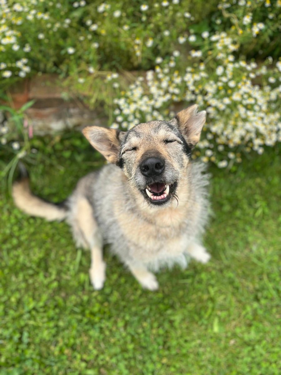 Herz_Streuner's tweet image. Unsere Esma ist eine Langzeitinsassin - aber in einer deutschen Pension! 😔 Sie ist mittlerweile 6 Jahre alt. Sie konnte zwar schon einiges lernen, aber viel hat sie von der Welt trotzdem nicht gesehen 😔 sie wartet in #bayern 🩷

#adoptme #deutschland #dog #dogs #adoptable