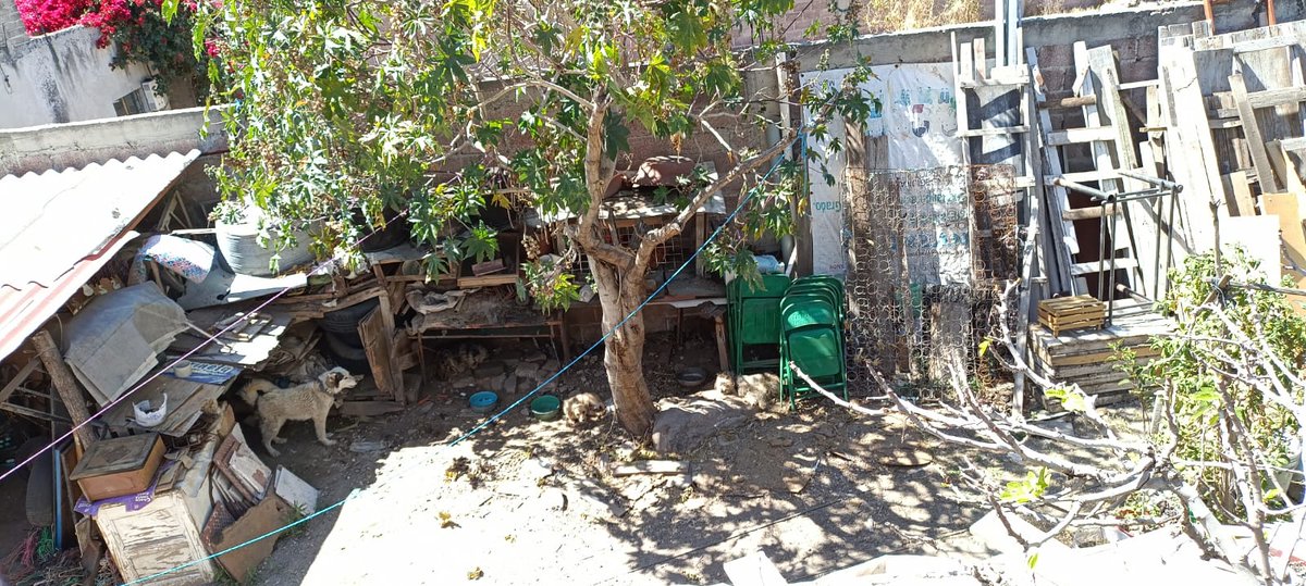 LuisKrizaldith's tweet photo. Me podrían ayudar al lado de mi casa hay un terreno que cuida mi vecino y tiene unos perros que tienen amarrados y uno de ellos llora toda la noche le anexo video del perro chilla creo o es un husky #MaltratoAnimal @inakimanero @Edomex @propaem_sma https://t.co/QPhHciaig1