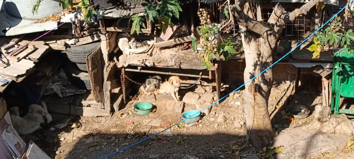 LuisKrizaldith's tweet photo. Me podrían ayudar al lado de mi casa hay un terreno que cuida mi vecino y tiene unos perros que tienen amarrados y uno de ellos llora toda la noche le anexo video del perro chilla creo o es un husky #MaltratoAnimal @inakimanero @Edomex @propaem_sma https://t.co/QPhHciaig1
