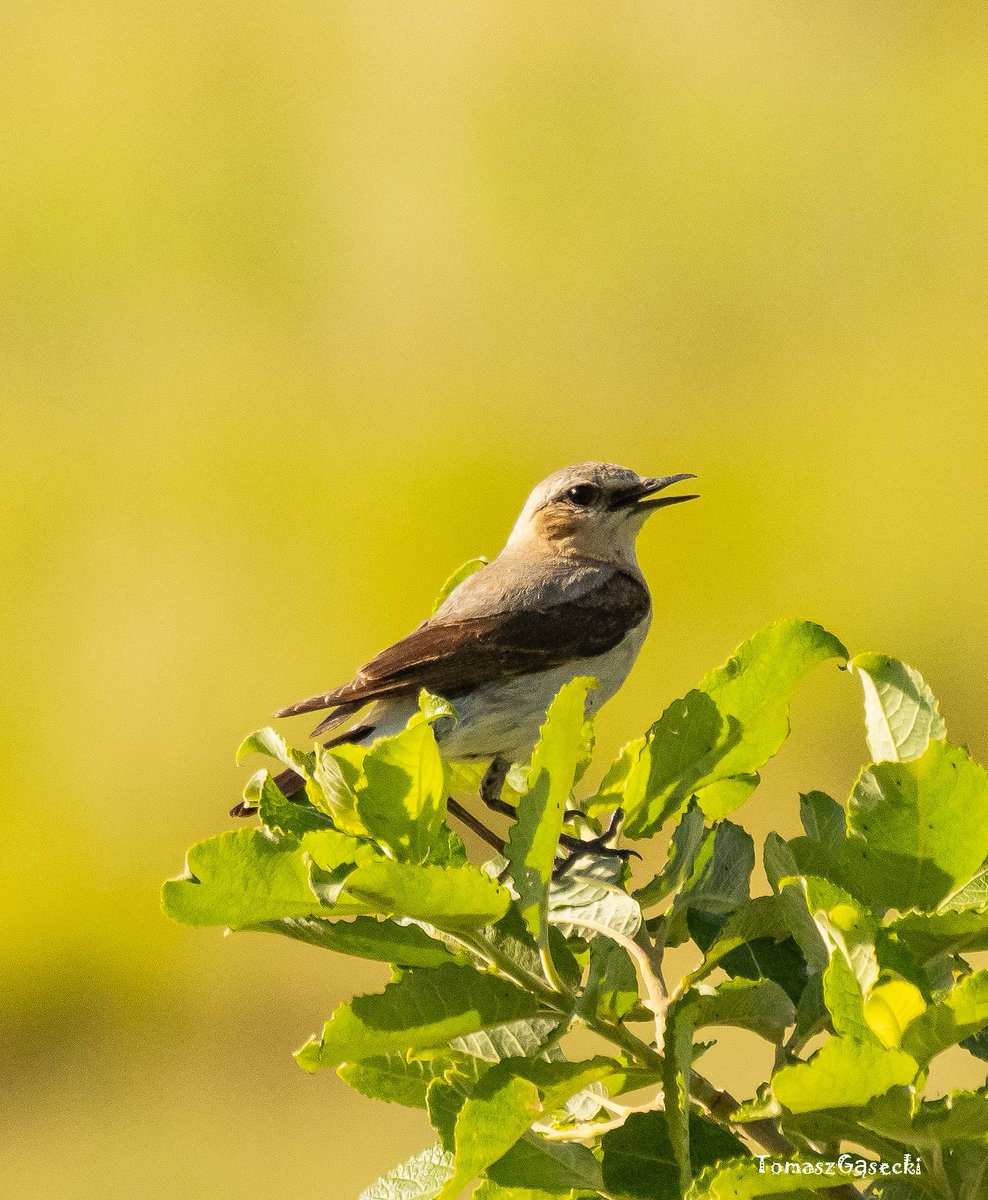 tomasz_gasecki's tweet photo. Białorzytka #olympus #birds #iltaly https://t.co/PIT8aD890s